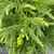 Cryptomeria japonica Radicans 287002